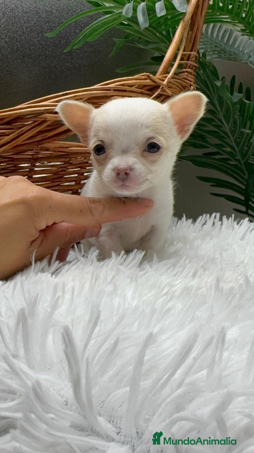 Chihuahua perros en venta: CHIHUAHUA HEMBRA - Anuncio 6