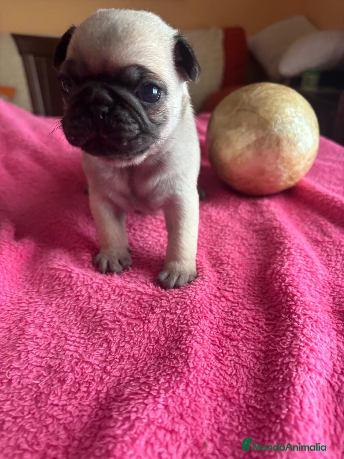 Carlino - Pug perros Últimas 2 hembritas de carlino  - Anuncio 5