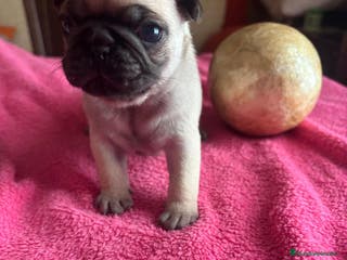 Carlino - Pug perros Últimas 2 hembritas de carlino - Anuncio 3
