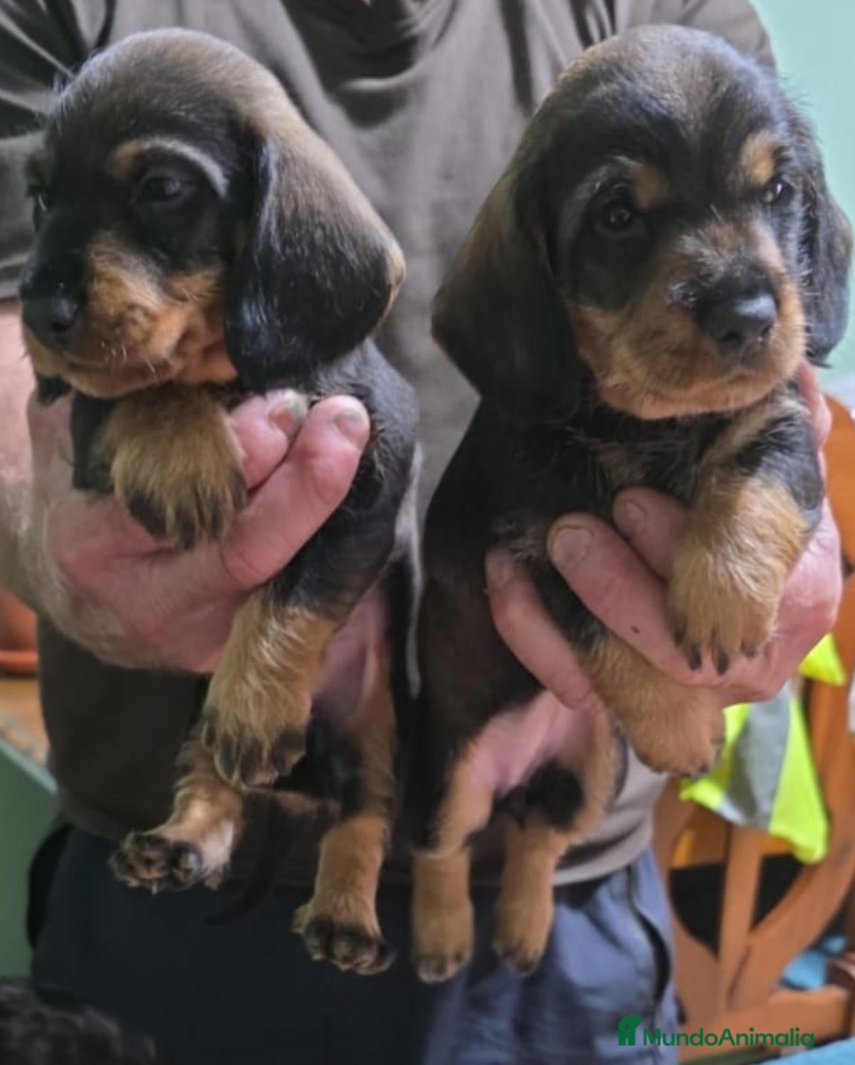 Teckel perros Preciosos teckel - Anuncio 2