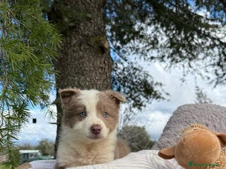 Border Collie perros BORDER COLLIE LILAC MACHO en Asturias - Anuncio 14