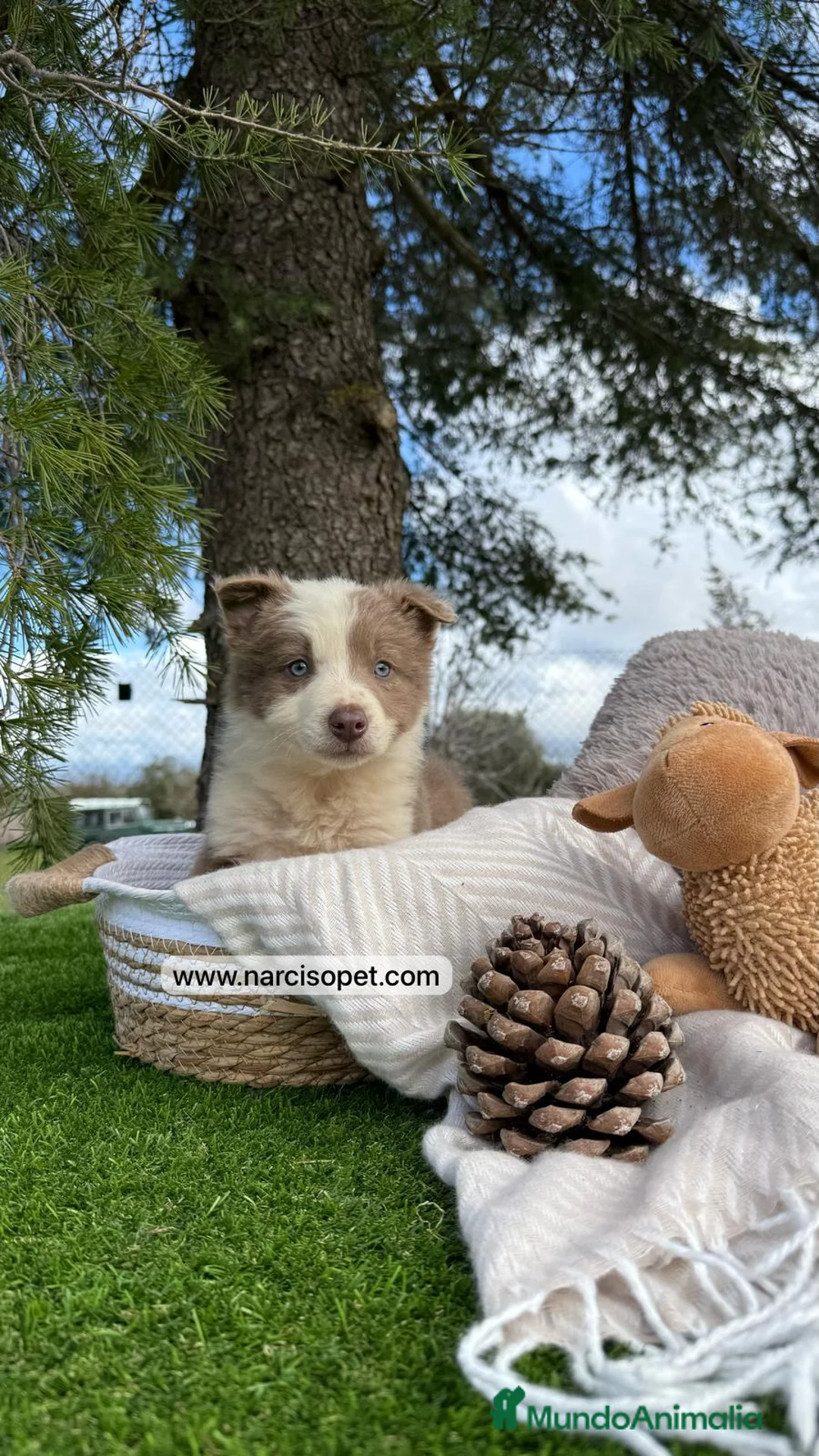 Border Collie perros en venta: BORDER COLLIE LILAC MACHO en Asturias - Anuncio 1