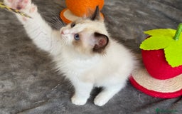 Ragdoll gatos en venta: Gatito Ragdoll - Imagen 13