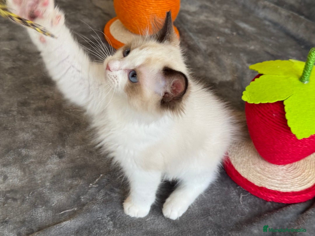 Ragdoll gatos en venta: Gatito Ragdoll - Imagen 13