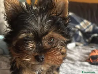 Yorkshire Terrier perros Camada yorkshire mini - Anuncio 1