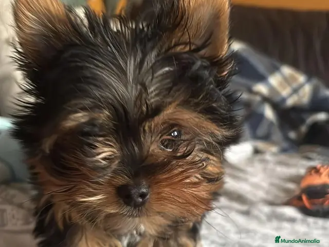 Yorkshire Terrier perros Camada yorkshire mini - Anuncio 1