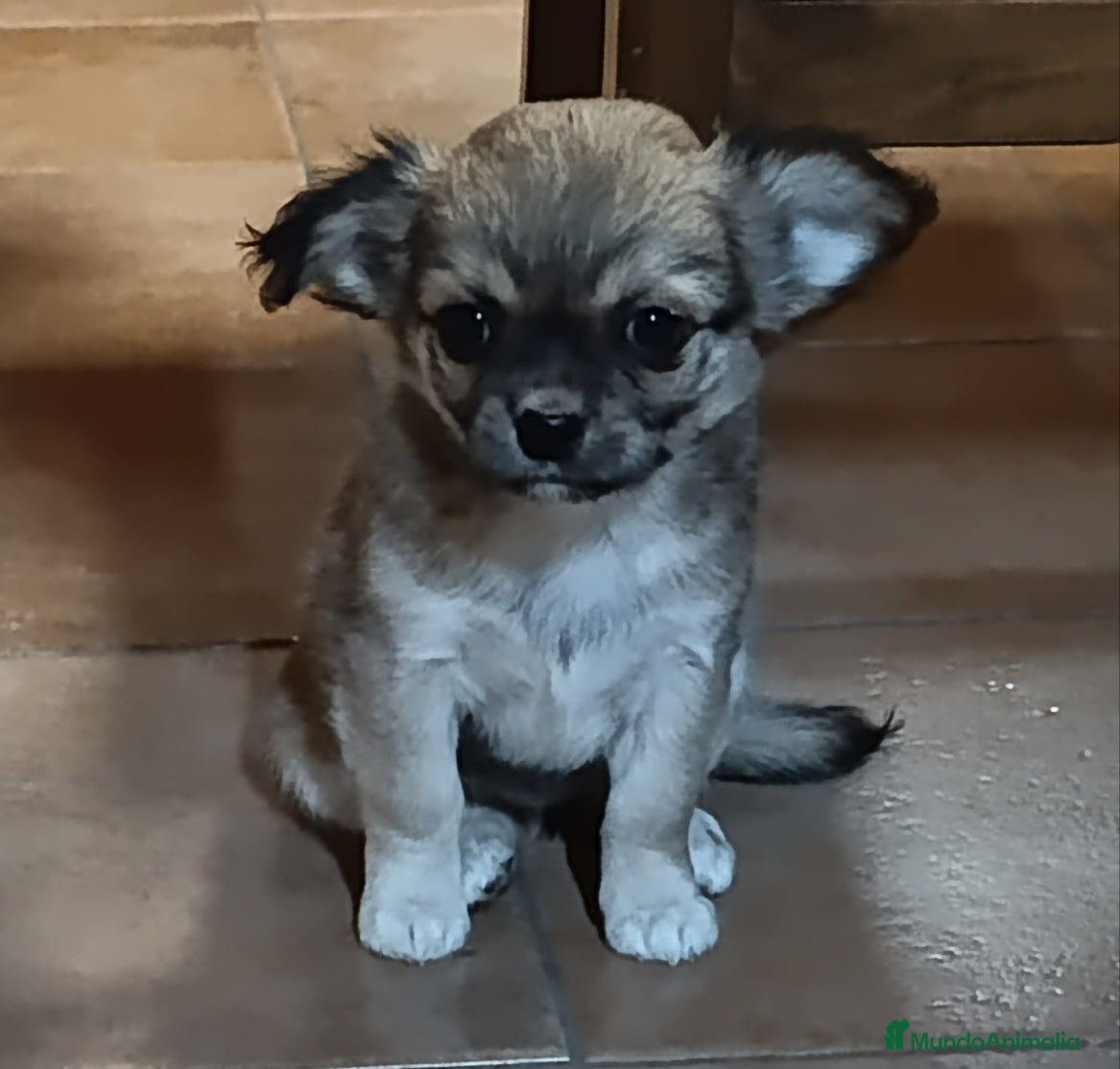 Chihuahua perros chihuahua pelo largo - Anuncio 1