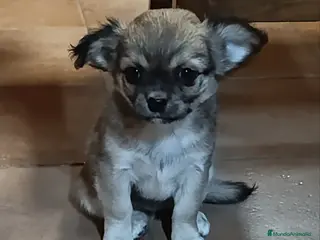 Chihuahua perros chihuahua pelo largo - Anuncio 14