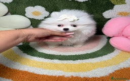 Pomerania perros en venta: Pomerania Blanco Puro Carita de Oso - Imagen 5