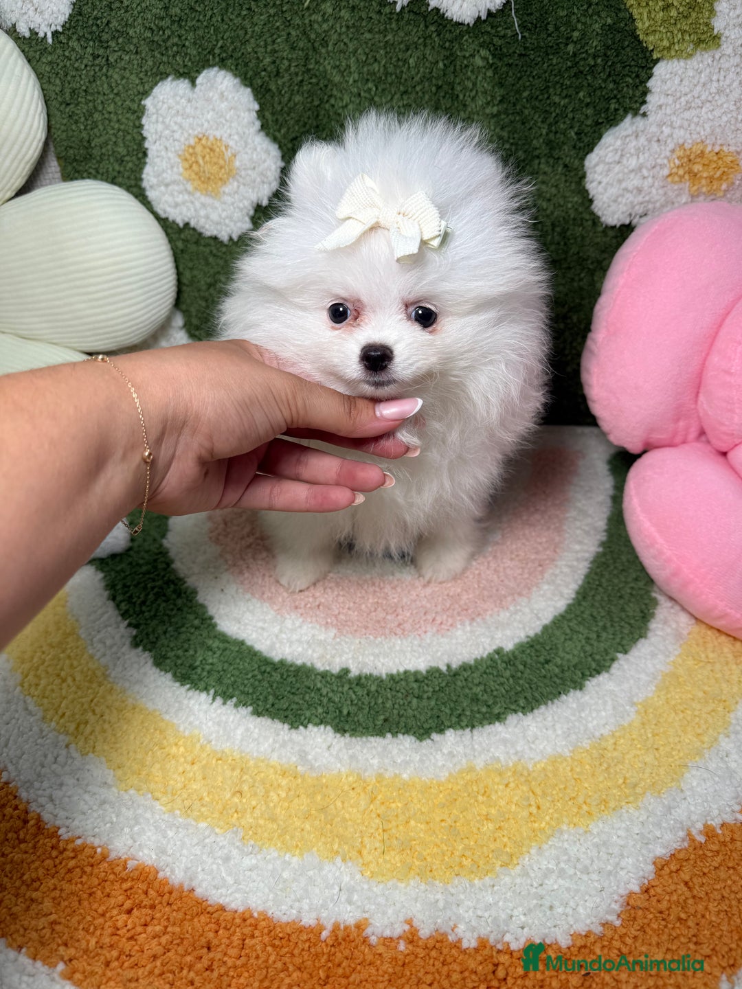 Pomerania perros en venta: Pomerania Blanco Puro Carita de Oso - Imagen 5