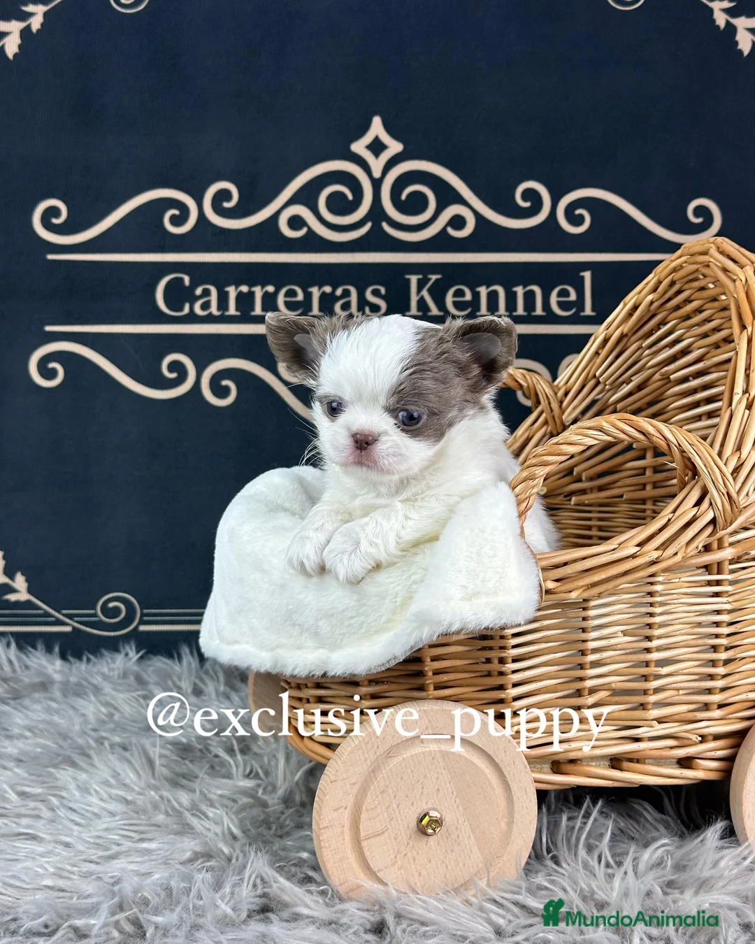 Chihuahua perros en venta: 🥇 Espectacular Chihuahua Miniatura  - Anuncio 4