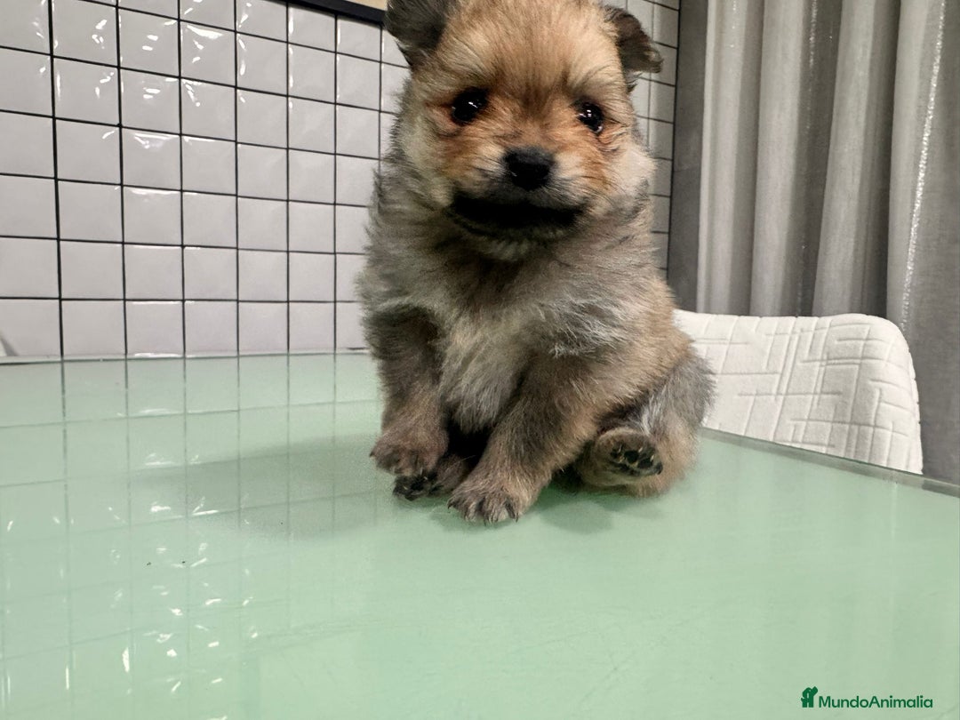 Pomerania perros en venta: Pomeranias toy desde 650€ varios colores  - Anuncio 18