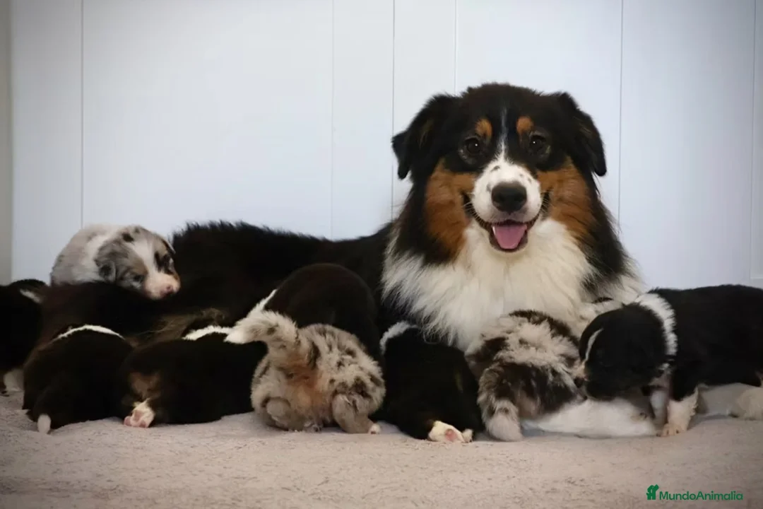 Pastor Australiano perros en venta: Cachorra con garantías y pedigree de cria familiar - Anuncio 2