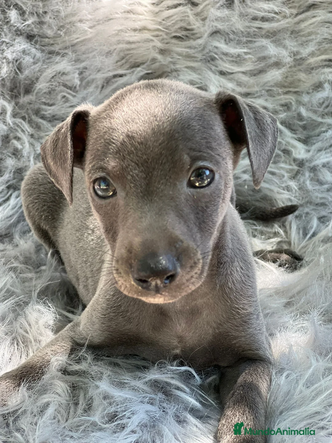Pequeño Lebrel Italiano perros en venta: Piccolo Italiano  en Barcelona - Anuncio 3