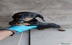 Teckel perros en venta: Cachorro teckel negro y fuego  - Imagen 3