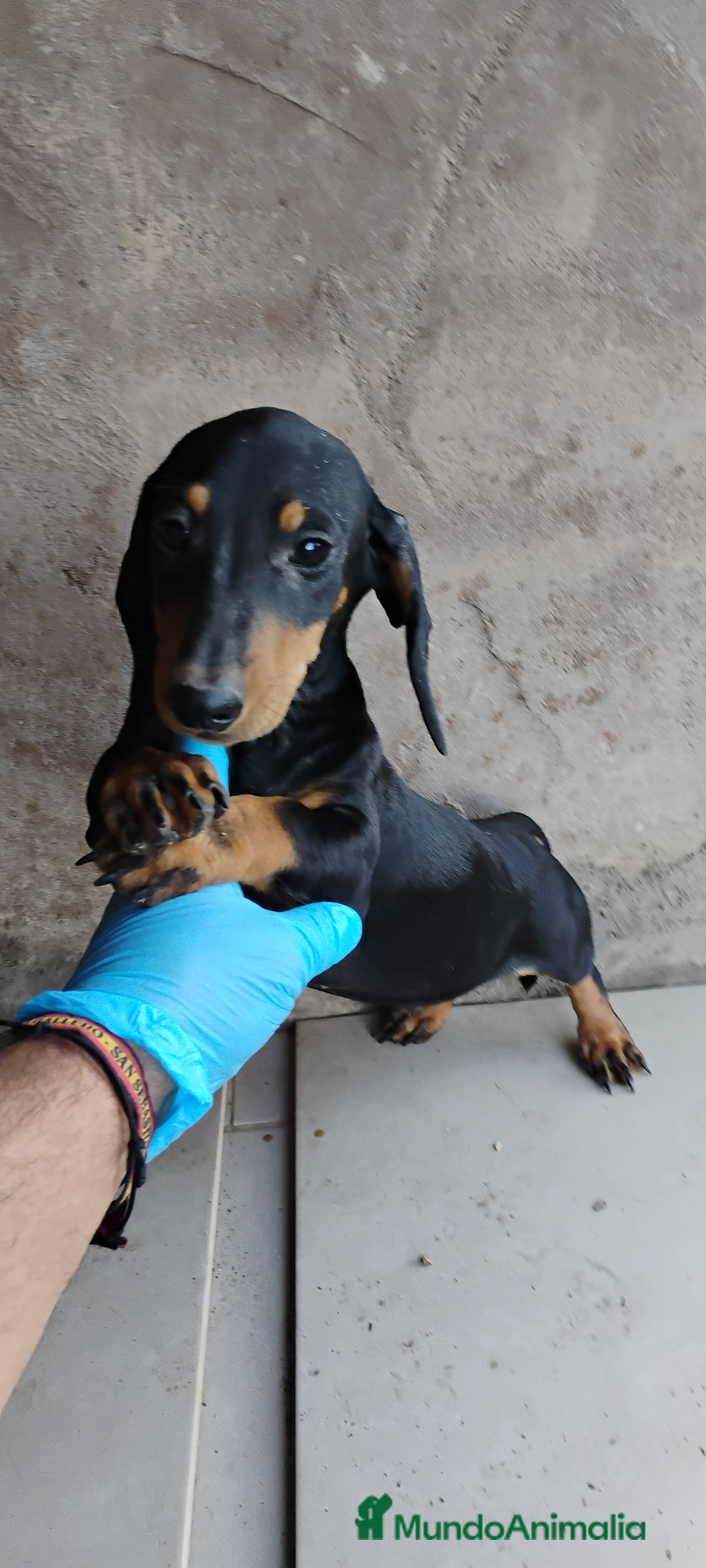 Teckel perros en venta: Cachorro teckel negro y fuego  - Imagen 3