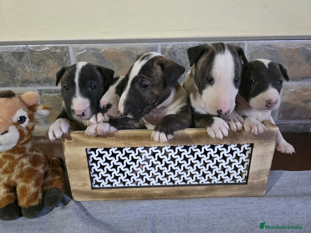 Bull Terrier perros en venta: BULL TERRIER  - Anuncio 2