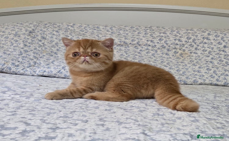 Exótico de Pelo Corto gatos - Anuncio 1