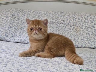 Exótico de Pelo Corto gatos - Anuncio 5