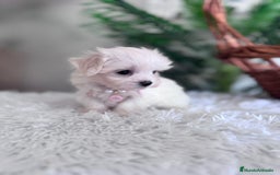Bichón Maltés perros en venta: BICHON MALTES HEMBRA - Imagen 18