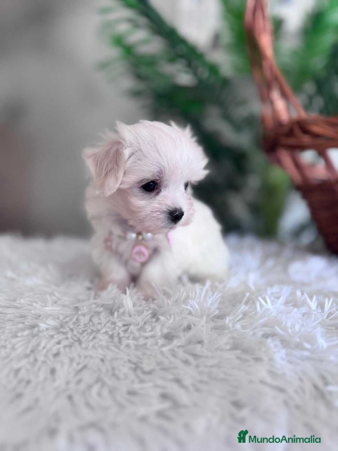 Bichón Maltés perros en venta: BICHON MALTES HEMBRA - Imagen 18