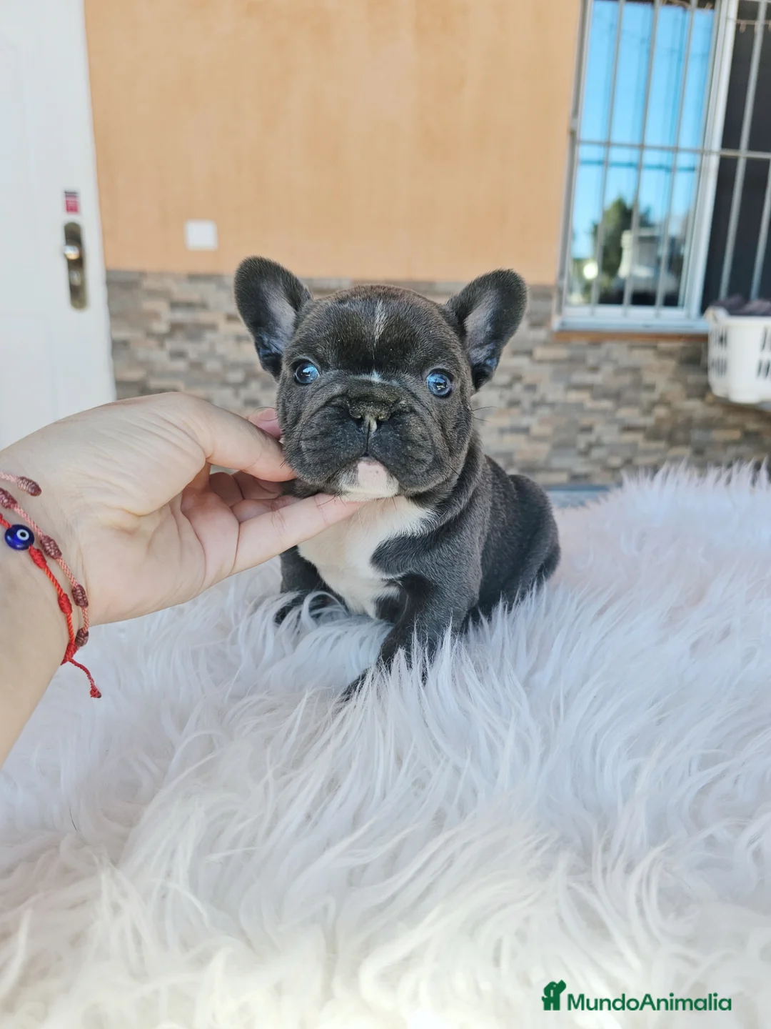 Bulldog Francés perros en venta: Bulldog francés blue  - Anuncio 6