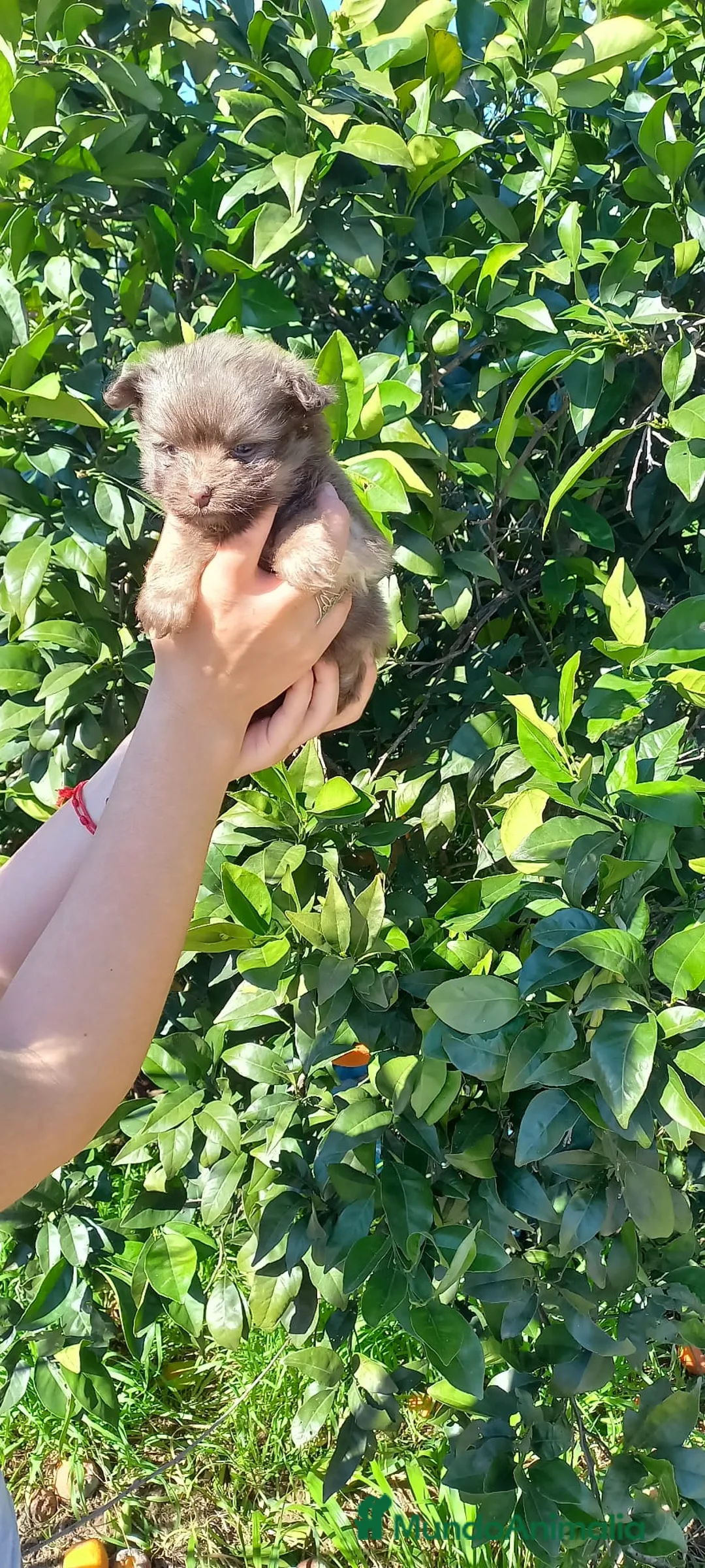 Raza Mixta perros en venta: Maltipom machos chocolate  - Anuncio 2