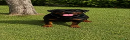 Rottweiler perros en venta: PRECIOSOS CACHORROS DE ROTTWEILER - Anuncio 2