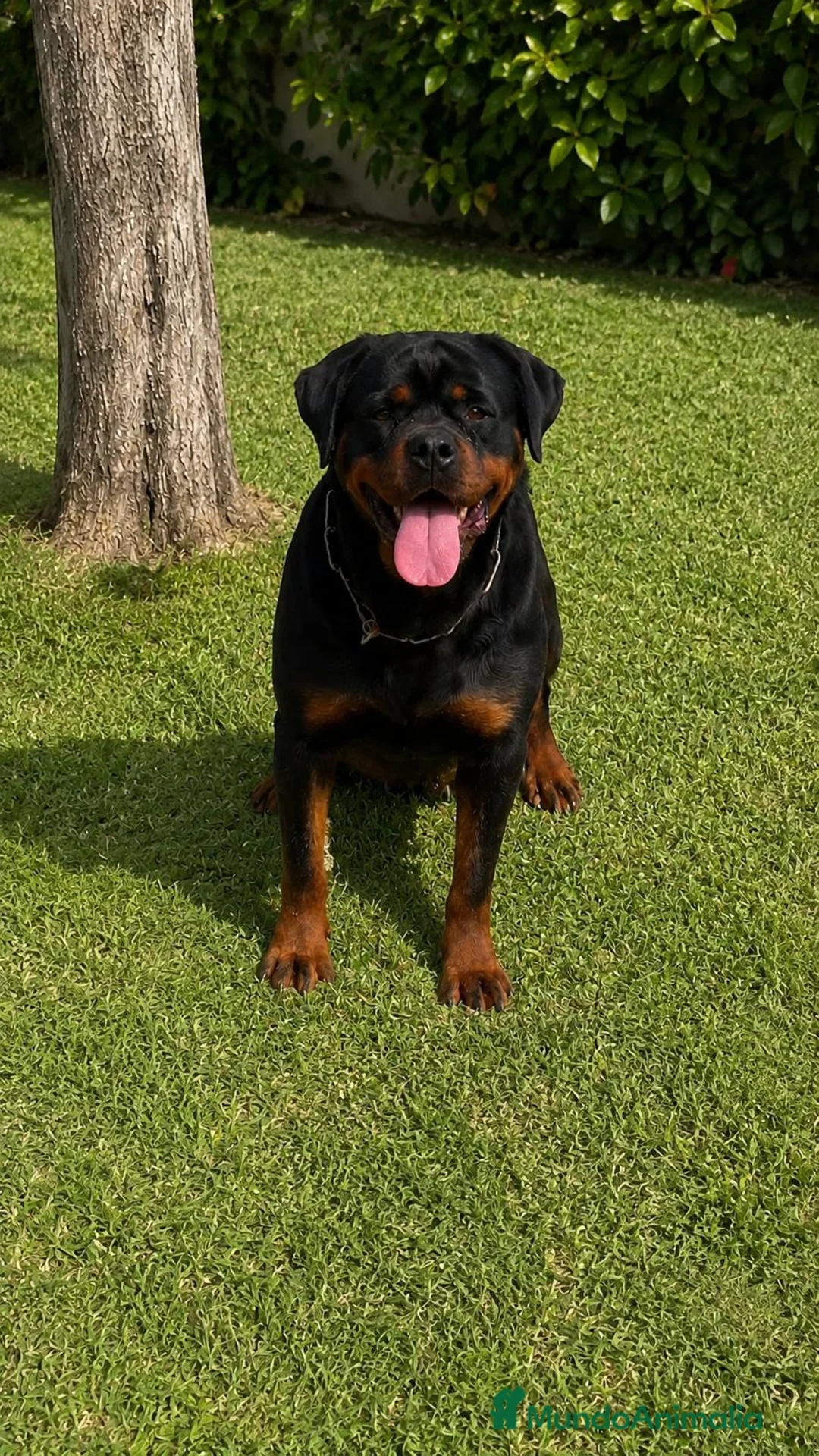 Rottweiler perros en venta: PRECIOSOS CACHORROS DE ROTTWEILER - Anuncio 2