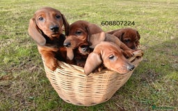 Teckel perros en venta: Teckel cachorros pelo corto - Anuncio 2