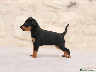 Pinscher Miniatura perros en Ciudad Real - Anuncio 23