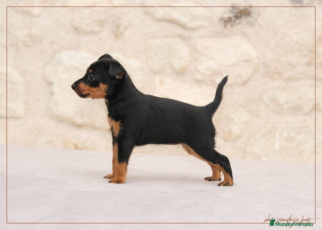 Pinscher Miniatura perros en Ciudad Real - Anuncio 2