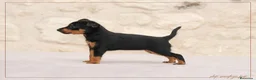 Pinscher Miniatura perros en venta: Pinscher Toy  - Anuncio 1