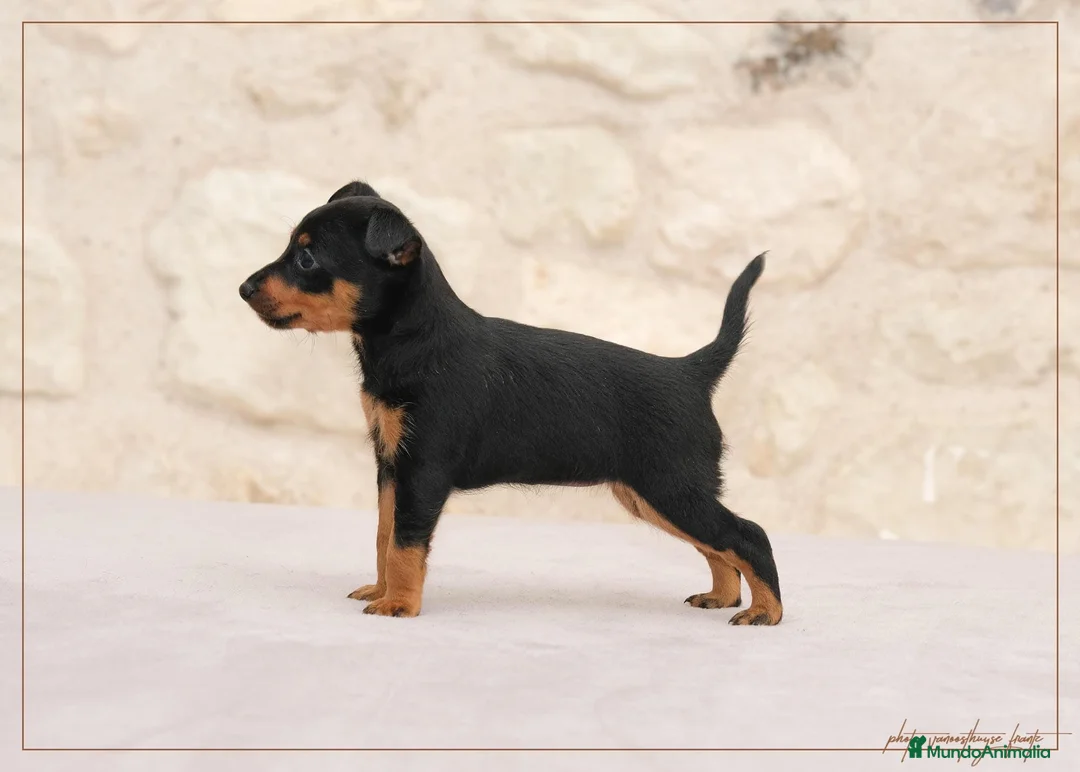 Pinscher Miniatura perros en venta: Pinscher Toy  - Anuncio 1