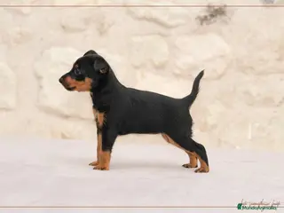 Pinscher Miniatura perros Pinscher Toy en Ciudad Real - Anuncio 23