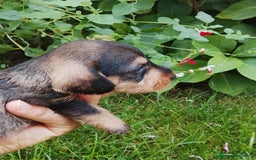 Teckel perros en venta: Teckel de pelo duro  - Imagen 1