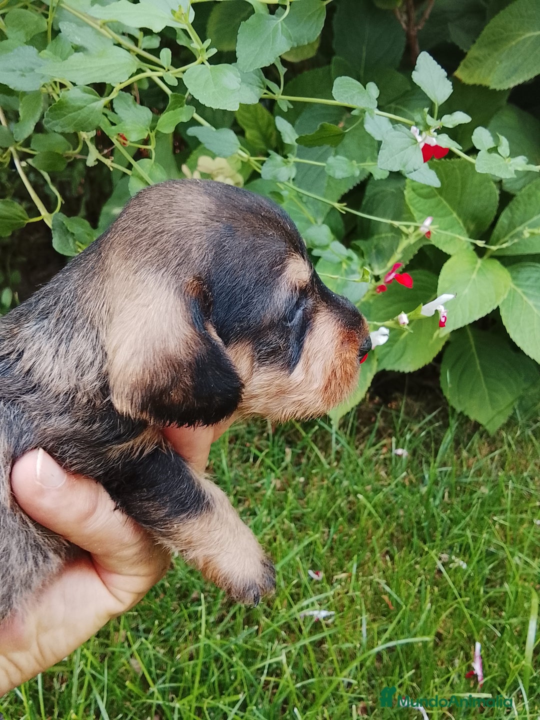 Teckel perros en venta: Teckel de pelo duro  - Imagen 1