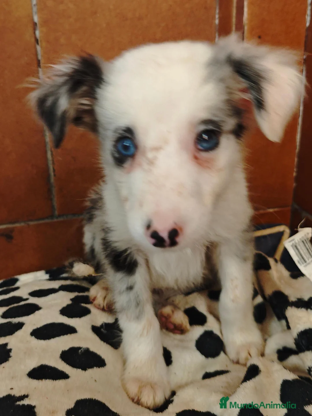 Border Collie perros en venta: Precioso border collie blue merle - Anuncio 1