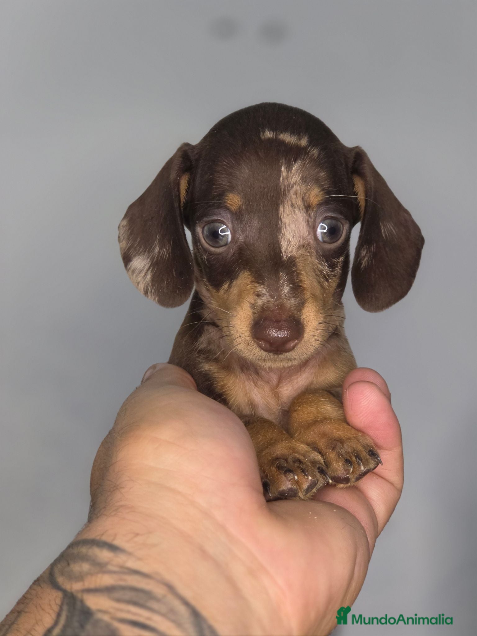 Teckel Miniatura perros Teckel arlequin chocolate unicos - Anuncio 3