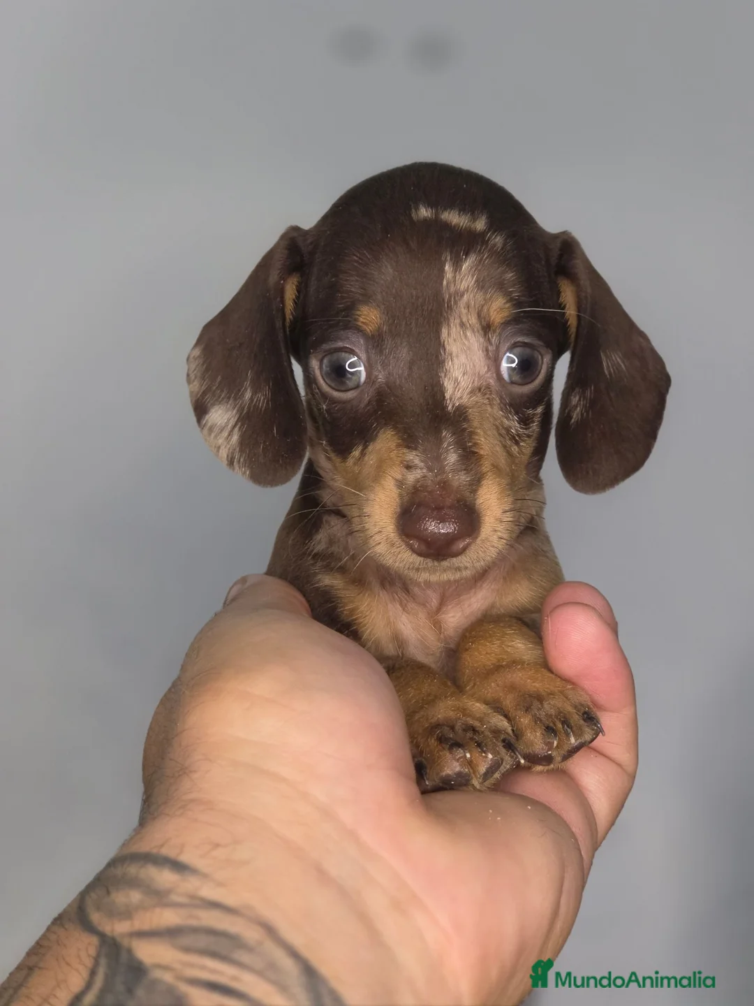 Teckel Miniatura perros en venta: Teckel arlequin chocolate unicos - Anuncio 1