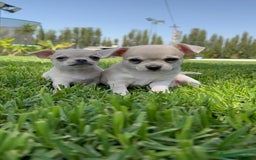 Chihuahua perros en venta: CHIHUAHUA MACHO - Imagen 12