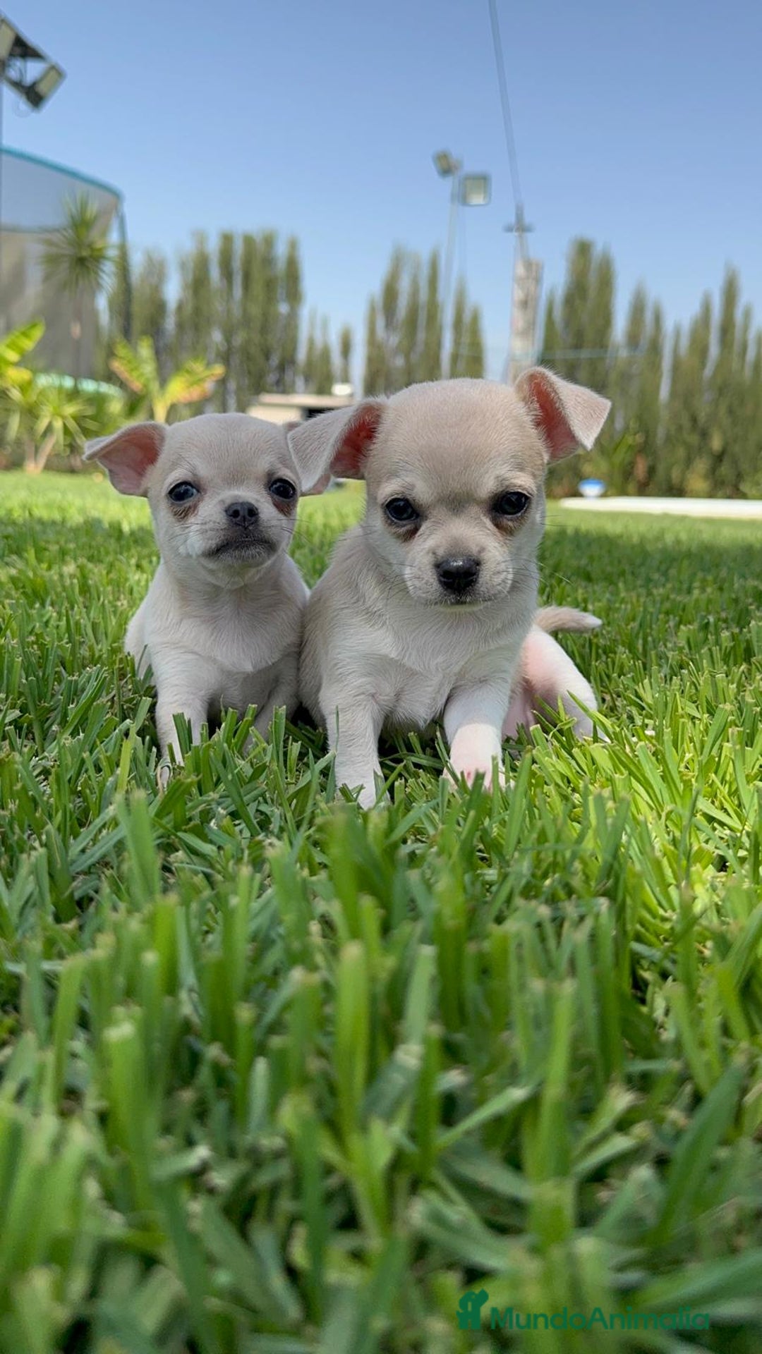 Chihuahua perros en venta: CHIHUAHUA MACHO - Imagen 12