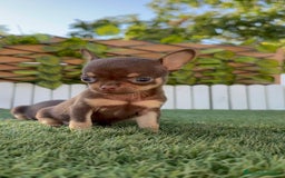 Chihuahua perros en venta: CHIHUAHUA CHOCOLATE & TAN - Imagen 16