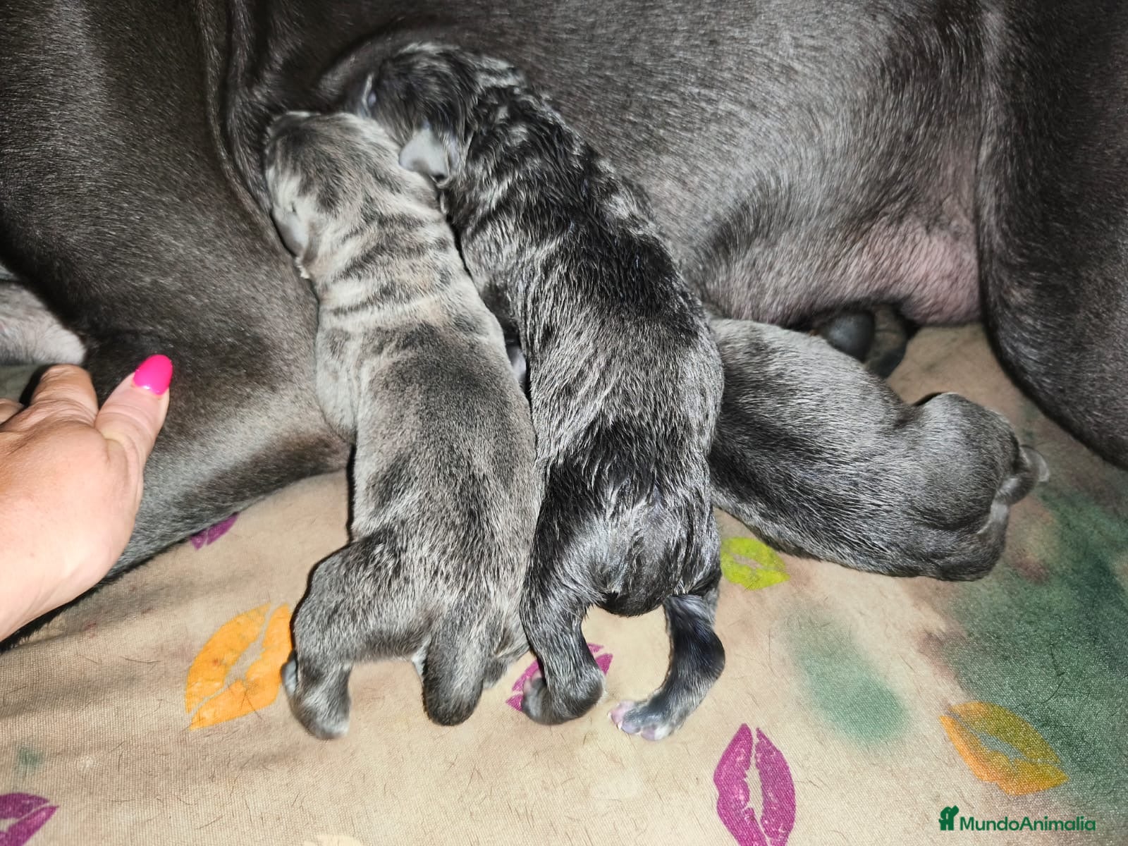 Cane Corso perros Cane corso  - Anuncio 15