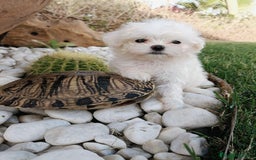 Bichón Maltés perros en venta: Bicho maltés  - Imagen 1