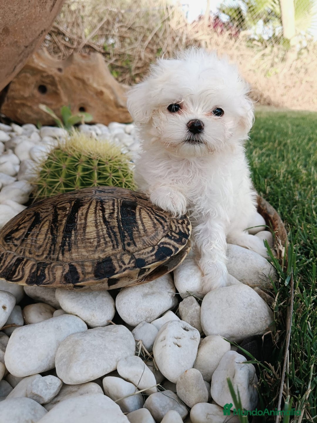 Bichón Maltés perros en venta: Bicho maltés  - Imagen 1
