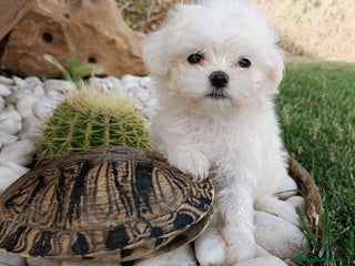 Bichón Maltés perros - Anuncio 1