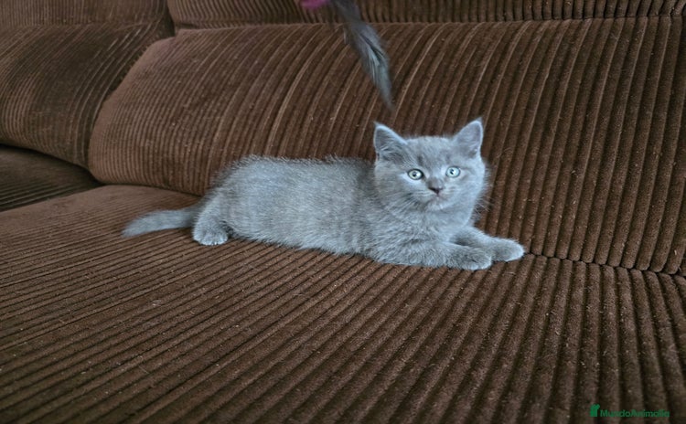 Británico de Pelo Corto Azul gatos - Anuncio 1