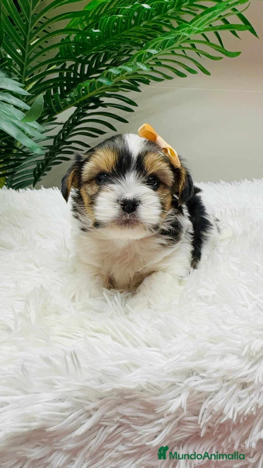 Yorkshire Terrier perros en venta: YORKSHIRE BIEWER MACHO - Anuncio 4