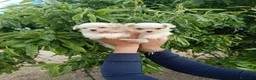 Bichón Maltés perros en venta: BICHÓN MALTES HEMBRITAS - Anuncio 4